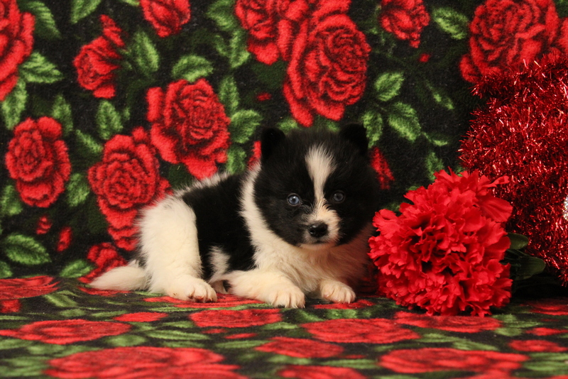 puppy, for, sale, Pomsky, Matthew B. Stoltzfus, dog, breeder, Gap, PA, dog-breeder, puppy-for-sale, forsale, nearby, find, puppyfind, locator, puppylocator, aca